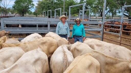David Grant Livestock Agency agent David Grant, Binnaway, with vendor Steven Coe, Bugaldie, who sold a pen of 10 Charolais-cross steers for $1200 a head at Binnaway last Friday. Picture supplied.