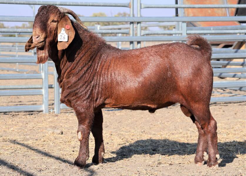The top-priced Boer buck Rangeland 2073 USA Washington, which sold for $7350. Picture supplied. 