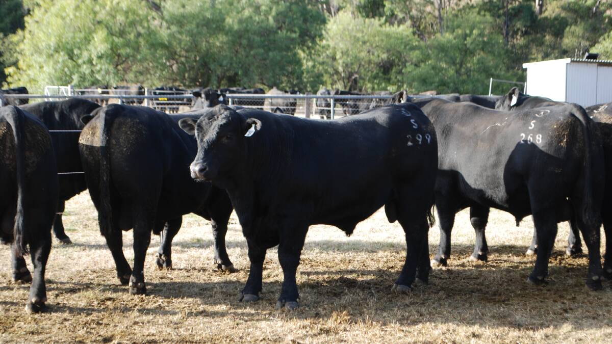 Angus Australia says selection tools may help drive further nuances within the market. Picture by Rebecca Nadge
