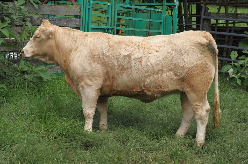 One of the equal top-priced females, Glenlea Fairfield Cute 1st T905, which sold for $7500 at Glenlea Beef's online sale. Picture supplied. 