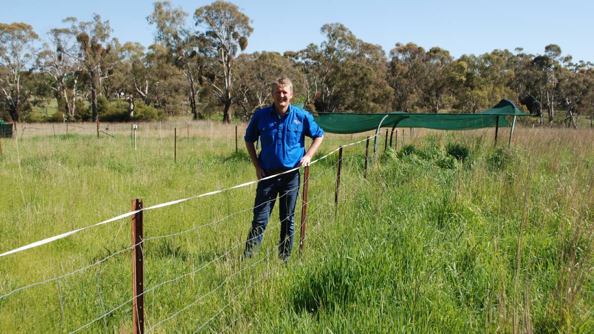 Warwick Badgery, DPI, stands between two trial plots at the Orange Agricultural Institute. Picture by Rebecca Nadge