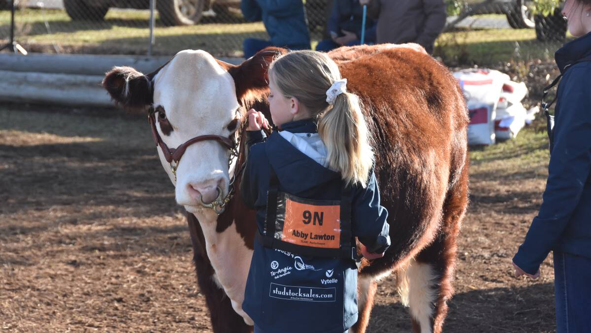 Helen DeCosta's first home-bred heifer Double H Cherry T094, with young Hereford enthusiast Abby Lawton, Gunning at the Herefords Australia Youth Show in July. 