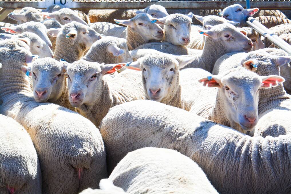 NSW DPI and Sheep Metrix urge producers to send in samples from affected lambs or sheep for DNA testing.