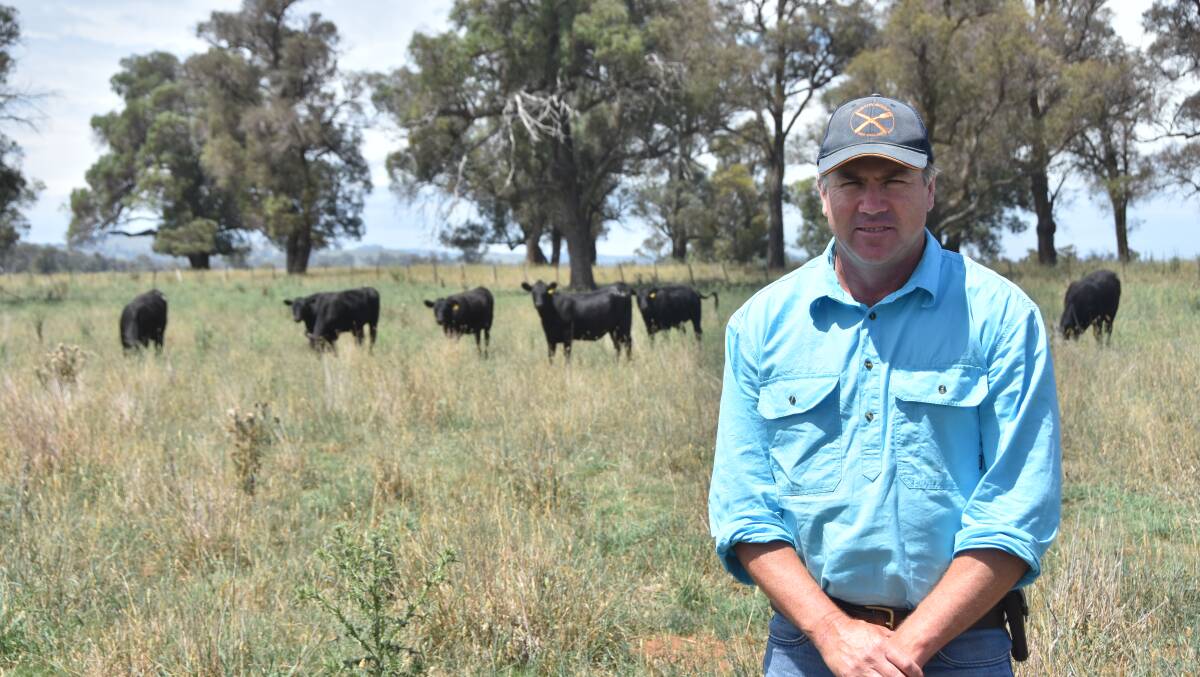 Mitch Crawford, Baringa Pastoral with some of the operations heifers. Photo by Andys Saunders. 