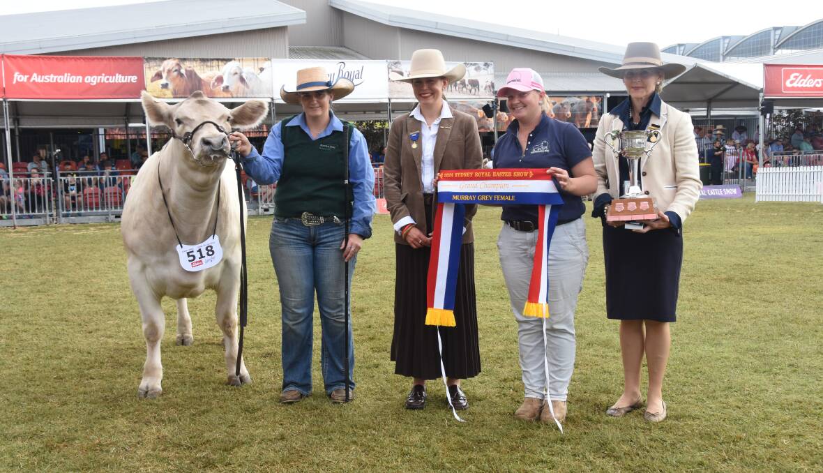 Grand champion Murray Grey female, Maefair Lucy T50, with Jess Grosser, judge Georgia Laurie, Moppy, Annika Collins, Glanmire Murray Greys, Bathurst, and Ellen Downes, Canowindra. Photo by Helen De Costa. 