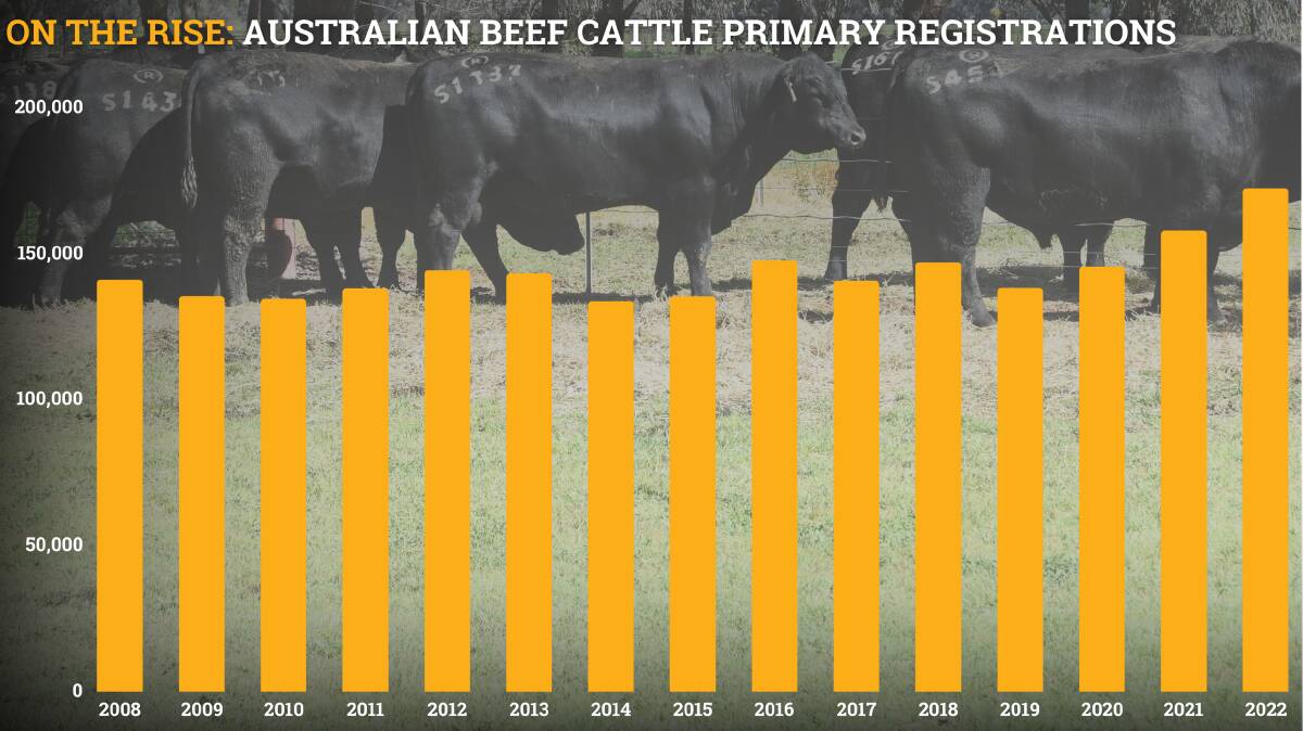 Registered cattle numbers over the past four years have continued to climb, with Angus recording the largest increase. Photo by Helen De Costa, graphic by Ben Jaffery. 