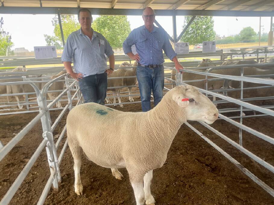 Wilson's Creek White Suffolk stud principals Cameron and Tony Gall with the top-priced ram Wilson's Creek 220016 purchased by UNE Smart Farm for $2200. Photo supplied. 