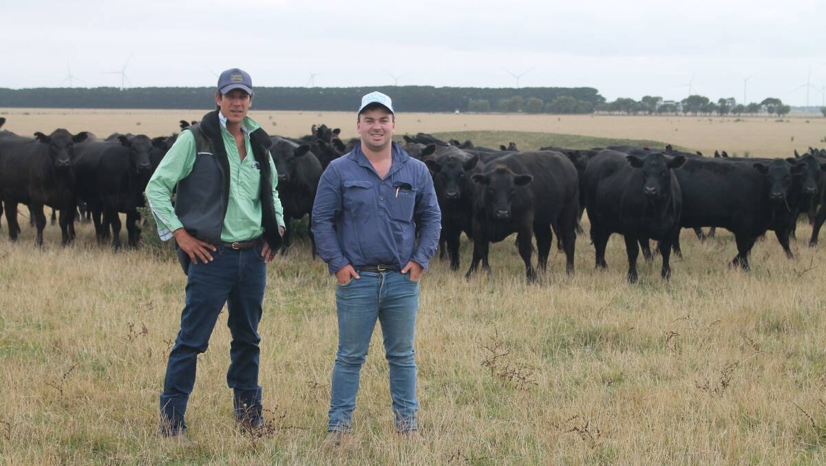 James Knight and Tom Stuart, The Sisters Pastoral Company, The Sisters, near Mortlake, amungst some of the operations Angus heifers. Photo by Philippe Perez.