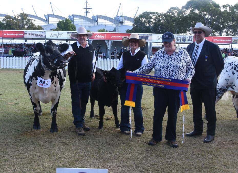 Grand champion female, Blue Spark H6 Exquistie P05, exhibited by Kellanne Cattle Co, Heathecote Juction, Vic, with Paul Hourn and Kelly Krieg, Kellanne Cattle Co, Sue Carrison, Epic Speckle Park stud, Penola, SA and judge Roger Evans, Nagol Park Shorthorns, Tamworth. Photo by Helen De Costa. 