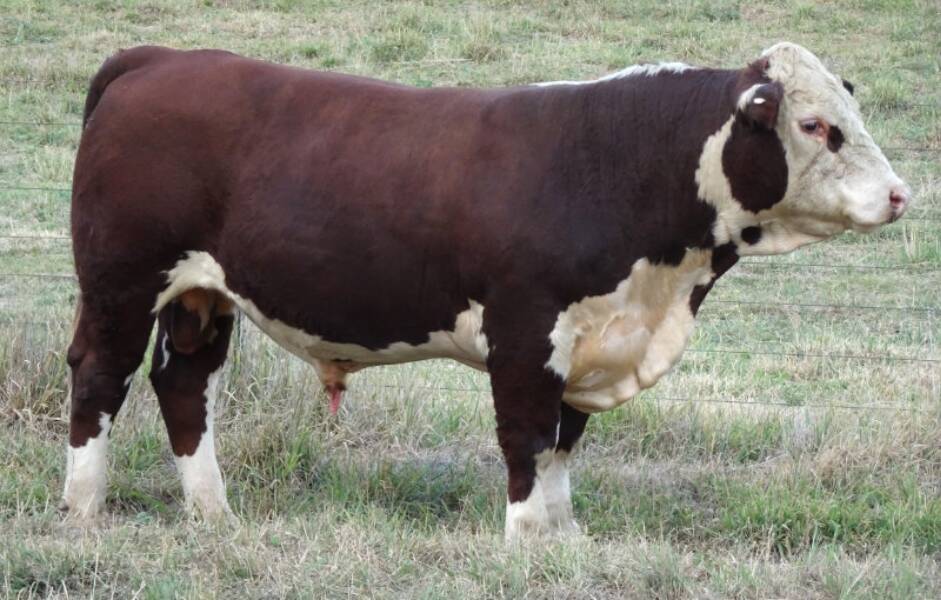Top-priced bull Stanford Troll T245 purchased by Ralph Burgess, Rosehill, Lyndhurst for $14,000. Photo supplied. 