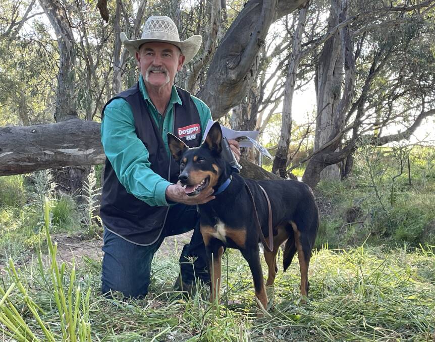 Winner of the Hypro Mountain Valley Yard Dog Championships, Victorian, Dale Thompson, Benalla, won the open trial with his Kelpie, Broken River Jake, on a score of 186 points. Photo by Andrew Norris. 
