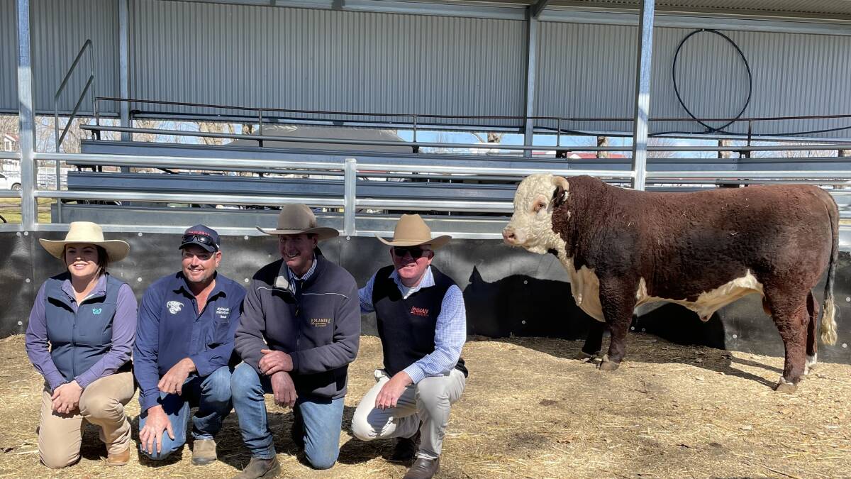 The top-priced bull of the sale, Hylands Hi Class S413, with Tanisha Daniel, Kylandee Herefords stud principals Brad and Phil Thomas, Eslmore, along with Ben Lehman, Lehman Stock and Property, Inverell. Photo supplied.