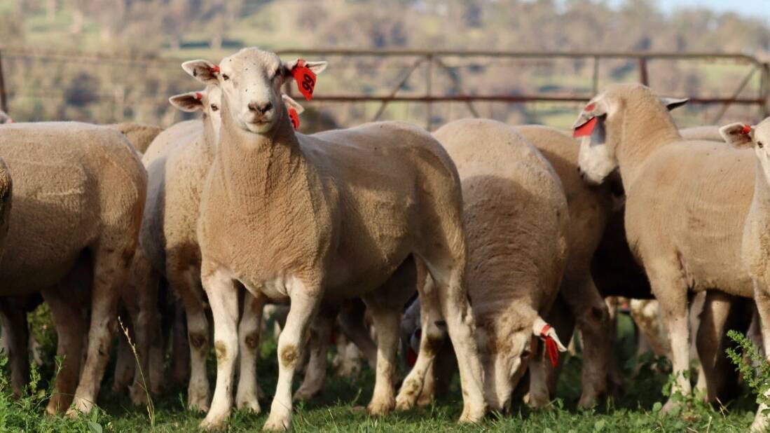 Top-priced ram Salway 220109, purchased by Glen Collin Pastoral Company, Walcha, for $2900. Photo supplied. 
