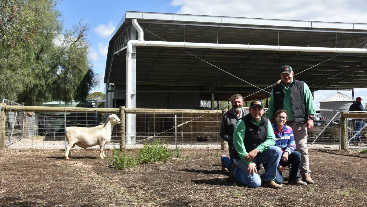 Equal top-priced White Dorper ram African 220352, sold for $6000 to Phillip and Chris Larwood, Wentworth, with Phillip Larwood, Lachie Collins, Nurtien Echuca, Andrea Vagg, Dell African Dumisa Dorpers and White Dorpers and John Settree, Nutrien stud stock. Photo: Helen De Costa.