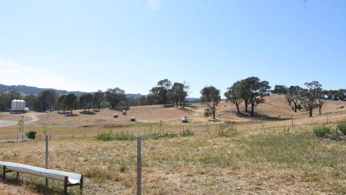 The containment pens at Old Cobran Poll Merinos, Mullengandra, designed to be close to feed sources such as silos and the hay shed, along with laneways connecting the pens to the shearing shed and sheep yards. Photo by Helen De Costa. 