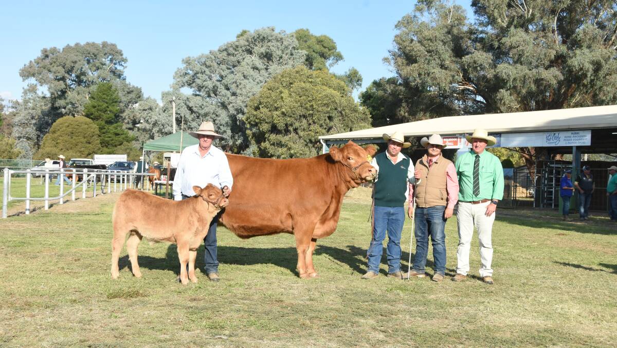 The top-priced female, Bush Park Daphne Q29, was purchased by Lintwood Limousins, Launceston, Tas, for $7500. Pictured is Patrick Halloran, Bush Park Limousins, Ryan Bajada, Elders stud stock, and Peter Godbolt, Nutrein studstock. Photo by Helen De Costa. 