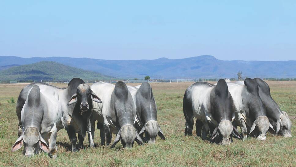 Both grey and red Brahman will come under the hammer during Rocky Brahman Week. Picture by Mandy White 