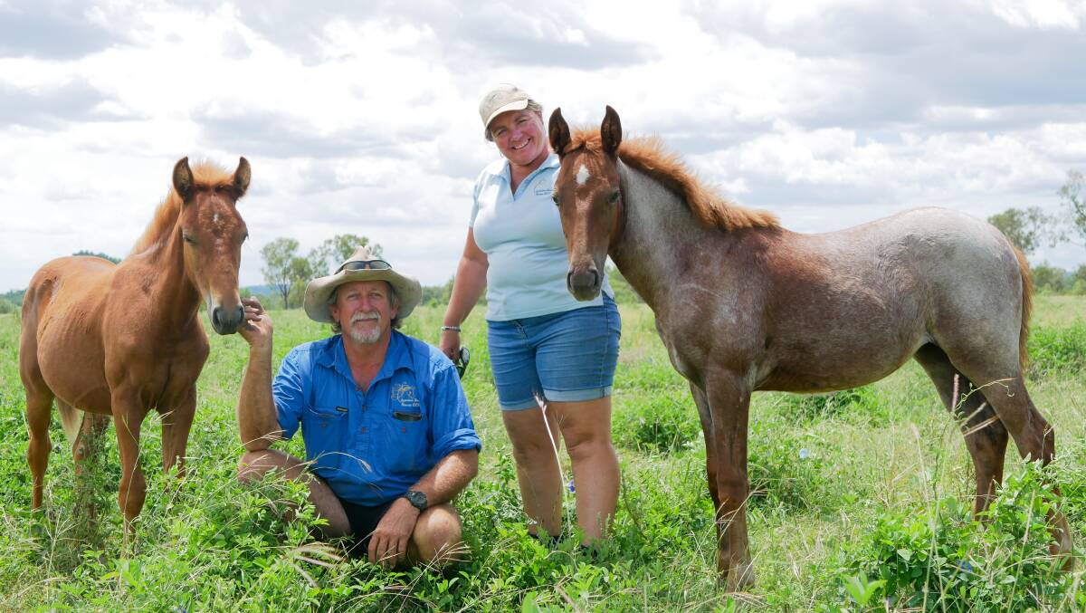 Paul Johnston and Moreen Levin with two foals born from mares rehomed from Kosciuszko National Park at their property in Thangool, where they run Clearview Brumby Rescue. Pictures by Ellouise Bailey 