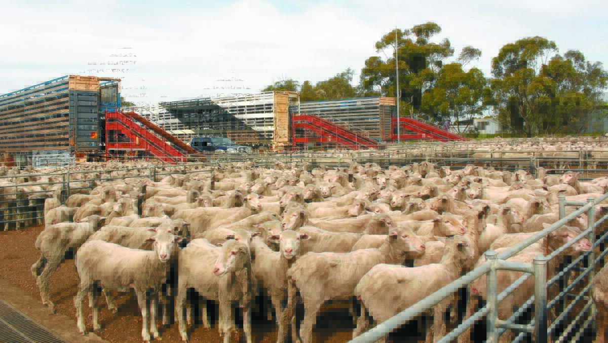 More than 5000 Australian sheep have arrived in Saudi Arabia this week.