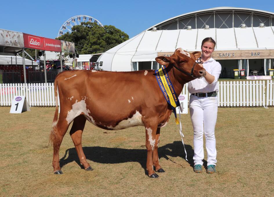 Reserve Illawarra junior female was awarded to Ferrum Stormyjon Rosie, rising 12 months, exhibited by Miss Leah Dickson, Dusty Road at Garvoc, Vic, led by Anna Dickson. Picture by Dakota Tait.