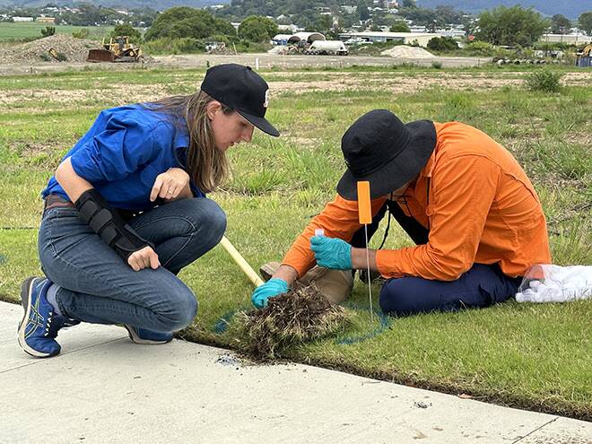 The new red imported fire ant nest in Murwillumbah was detected, reported, identified and destroyed on May 9,2024, by Tweed Regional Council staff alongside NSW Government and National Fire Ant Eradication Program teams. Picture: Supplied 