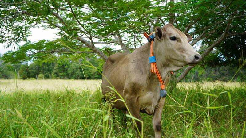 FENCED IN: The eSheppard is a GPS, solar-powered smart collar containing a CSIRO program to train the animal with audio cues.