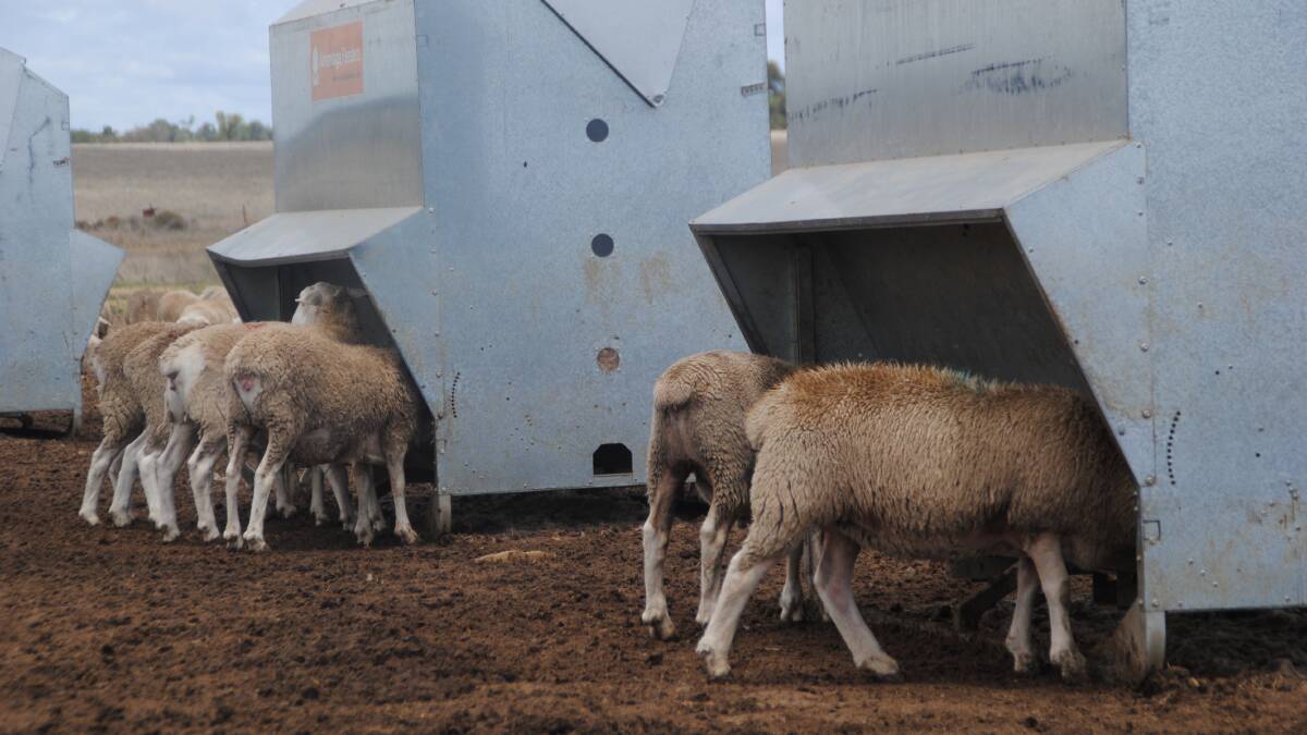 Grain feeding lambs is a risky business