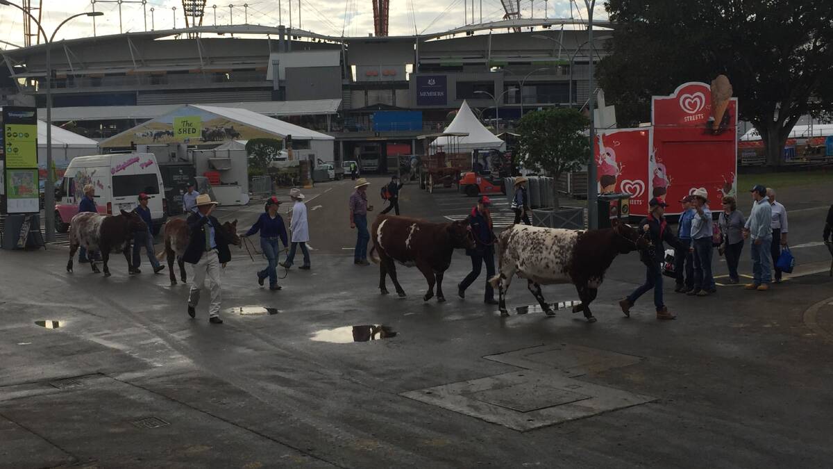 Cattle parading through the street to be judged