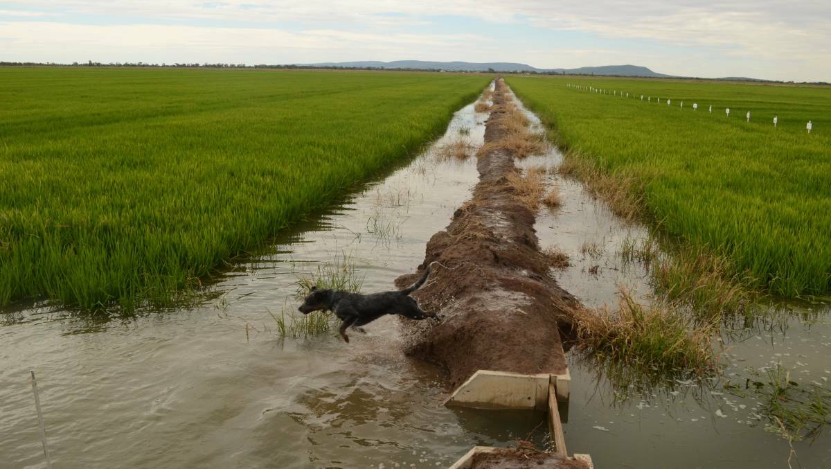 Rice growers appreciate the opening of the 2021 pool by The Sun Rice Group. Photo: Stephen Burns