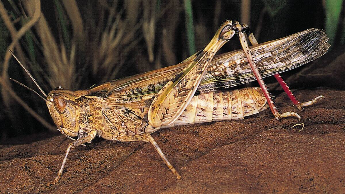 Control of the summer locusts will give autumn plantings the best opportunity to take advantage of favourable weather conditions. Photo; DPI
