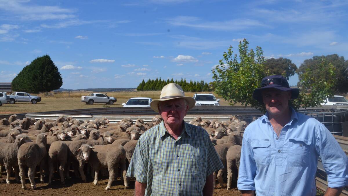 John and Michael Lowe, Innisvale, Crookwell won first place in the spring-shorn section of the 13th ANZ Crookwell flock ewe competition.