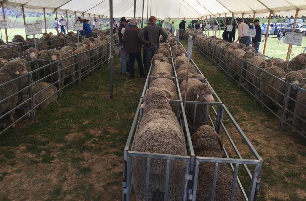 Merino and Poll Merino rams penned for sale at Bogo Merinos, "Ravenswood", Yass