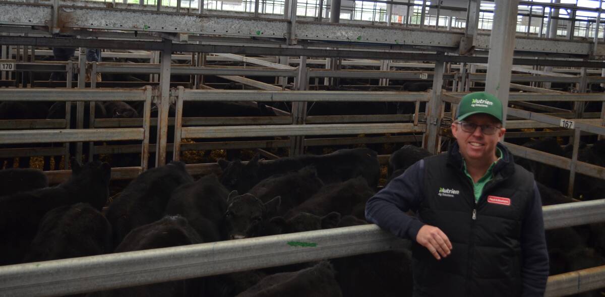 Paull and Scollard Nutrien, Wodonga agent Tim Robinson with the pen of 20 Pinnacle-blood Angus steers weighing 320kg sold for $1445.
