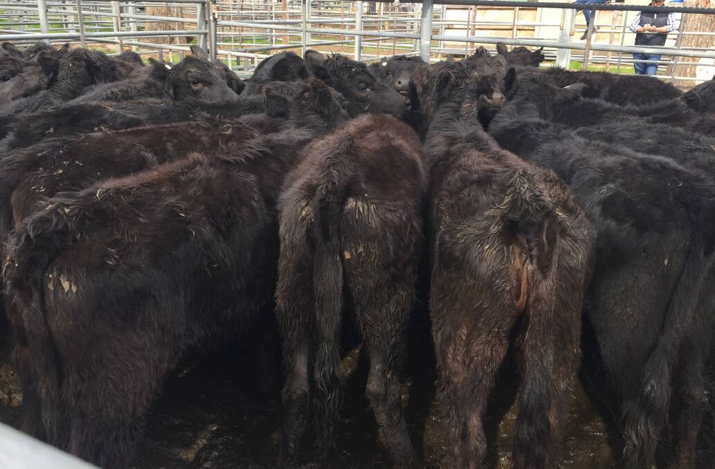 25 Angus heifers, 12-months, Arden-blood sold fro $330