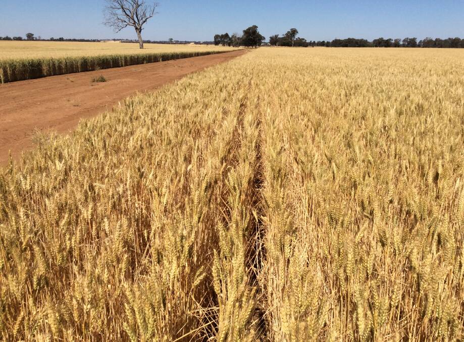 Competition winning crop of dryland wheat in the Riverina. Photo: Tom Dwyer
