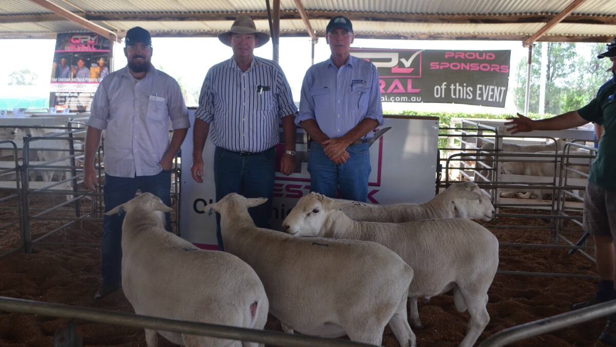 Volume buyers Kody and Rob Sinclair, "Wyangerie", Quambone with their agent Tony Mooy, SBBL, Coonamble and a selection of the 22 rams they bought for $2129 average.
