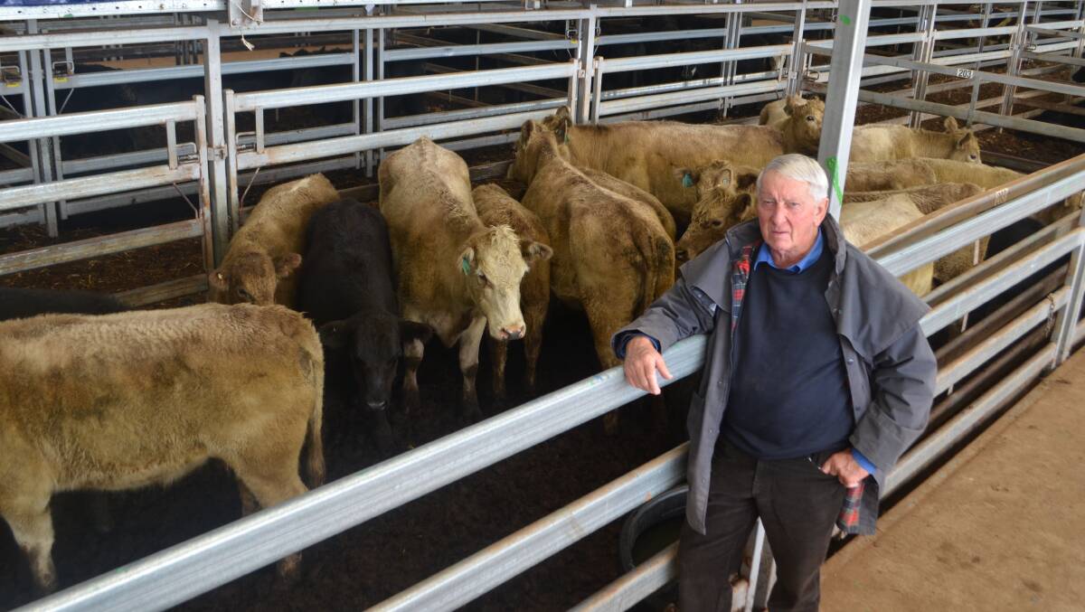Rodney Wolter, Hillview, Walwa with the pen of 12 Charolais cows with their second Angus cross calves he purchased for $1960.