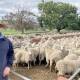 Tim Hufton, with the unclassed Bundilla-blood Merino ewes at Naranghi, Harden.