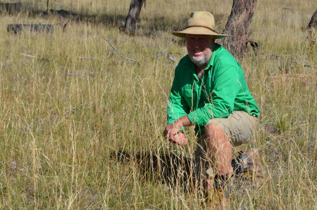 Coolringdon, Cooma, manager Malcolm Pearce examining the recovery of the native grass species following the implemenattion of a planned grazing regime.