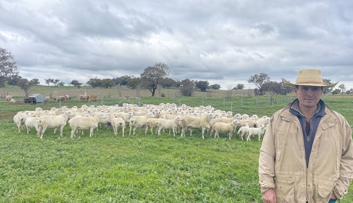 Pat McCrohon checking the Australian White ewes with their lambs at Maefair, Marrar. "As the demand grows for Australian White ewes, we can see the prices will only get better." 