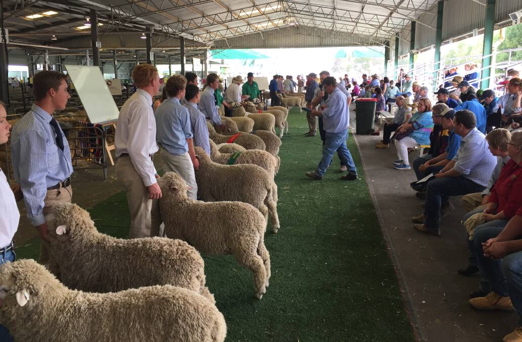 Judging of a Corriedale class at the 2018 Canberra Royal