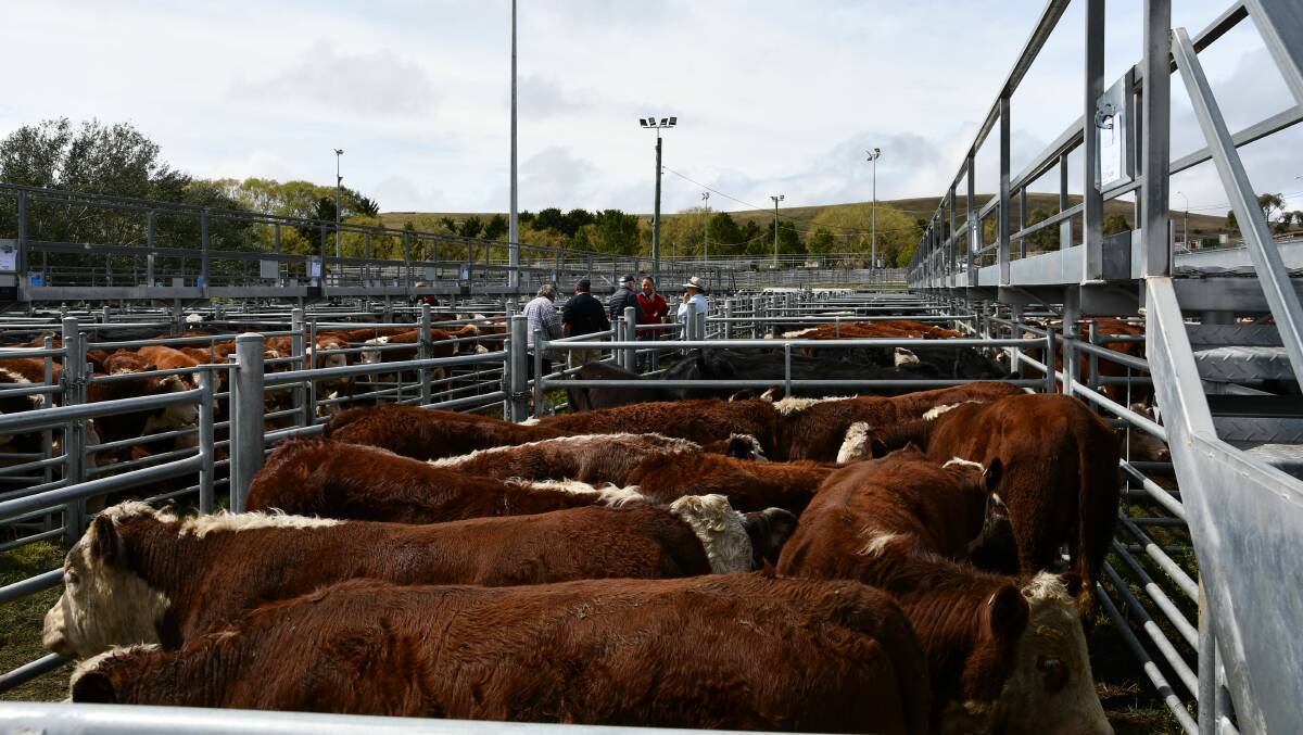 Poll Hereford weaner steers at Cooma sold to $1730 last Friday. Photo: File