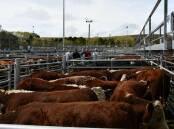 Poll Hereford weaner steers at Cooma sold to $1730 last Friday. Photo: File