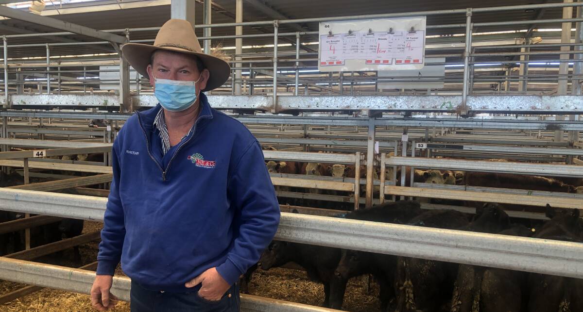 Nathan Everingham, Nathan Everingham and Co, Finley, was active at the NVLX sale purchasing cattle suitable for backgrounding by his clients. Photo: Tim Keys, NVLX Wodonga 