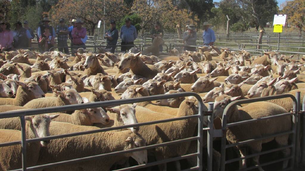 Bred by the Kember family, Gleneith, Ganmain, these June/July 2017 drop first-cross ewes topped the sale at $316. Photo: supplied
