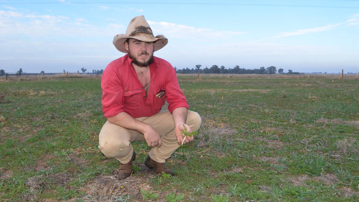Jake Hamblin, "Big Tree", Matong, with a young Tillage radish plant self sown from last season's crop. The initial use of Tillage radish was successful in penetrating the soil to a depth to over 60cm, breaking through the hardpan.