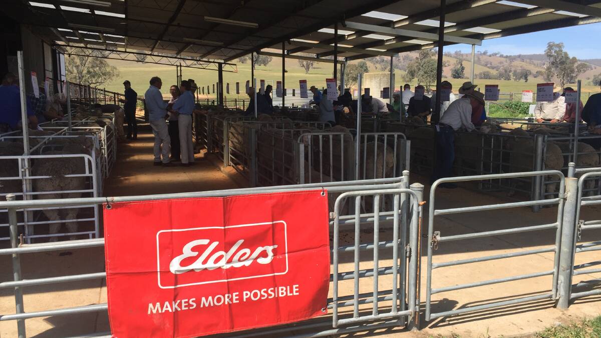 Poll Merino and Merino rams at Blyth Merinos, Adelong coming under scrutiny at the 22nd annual Top of the Drop sale.