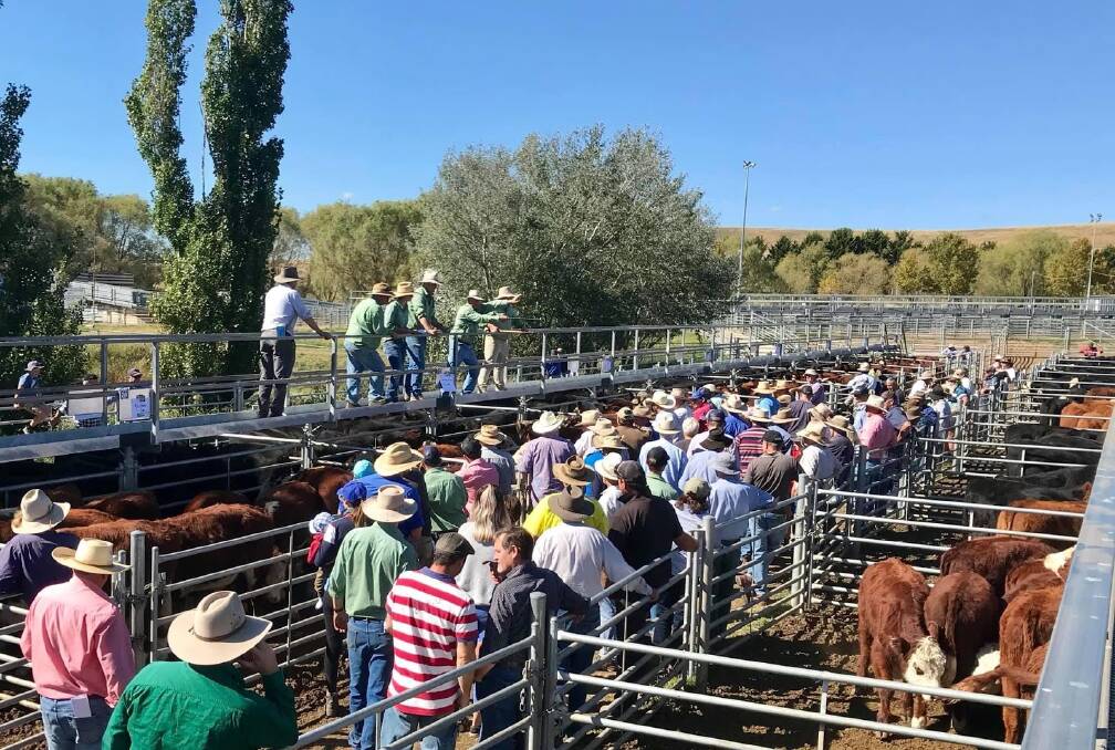 Heavier cattle sold to firm to dearer trend on the previous sale while values for cattle going back to the paddock eased according to Landmark Cooma agent Damien Roach.
