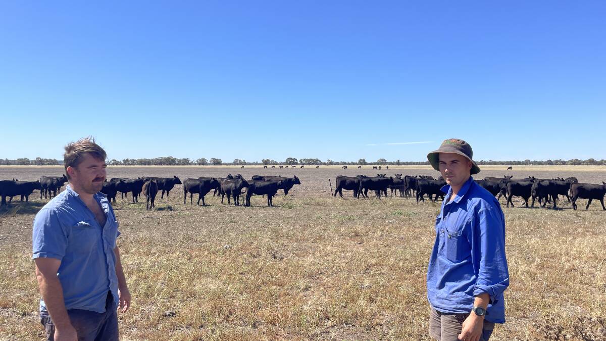 Shaun and Dale Quilter, Belalie, Sandigo,via Narrandera, with their unclassed yearling Dunoon-blood Angus heifers.