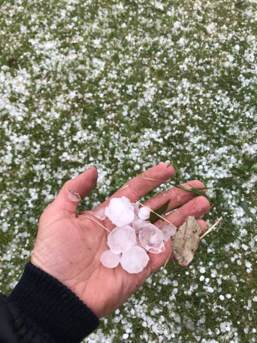 Peter Corbett near Junee with a handful of hail stones which damaged his crops yesterday. All photos: Peter Corbett
